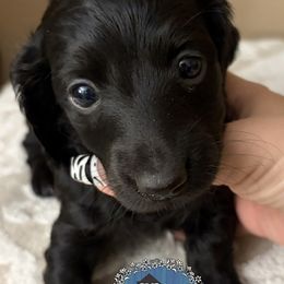 Olive - Black female Dachshund puppy in Clearlake Oaks, California from K’s Homestead