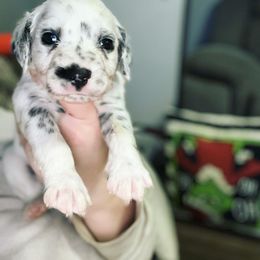 Dalmatian Puppies from A’s Spots & Dots Dalmatians