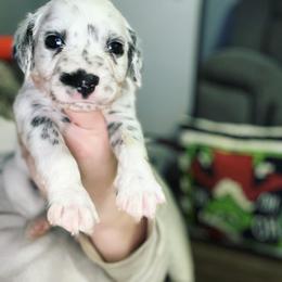 Dalmatian Puppies from A’s Spots & Dots Dalmatians