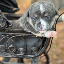 Bluie full tail - Gray and white female American Corgi puppy in Nashville, Arkansas from Whisenhunt Farms