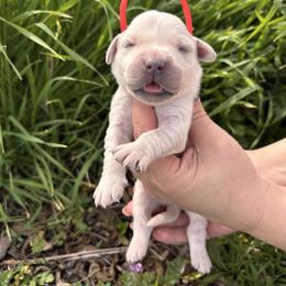 Red boy - Light golden male Golden Retriever puppy in Pahrump, Nevada from Southern Nevada Goldens