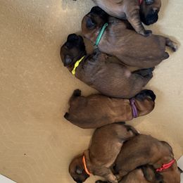 Soft Coated Wheaten Terrier puppies from Warzalas wheatens