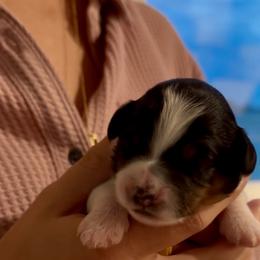 Millie - Tri-color female Bernedoodle puppy in Auburndale, Florida from Florida Mini Bernedoodles