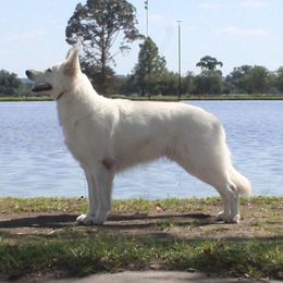 Veda - German Shepherd