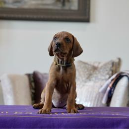 Yellow Girl - Red female Redbone Coonhound puppy in Shreveport, Louisiana from BAFERD Kennels