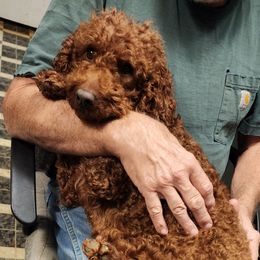 Copper - Goldendoodle