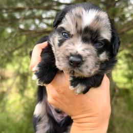 Thowra - Blue merle male Australian Shepherd puppy in Newton, Mississippi from Bright Star Aussies