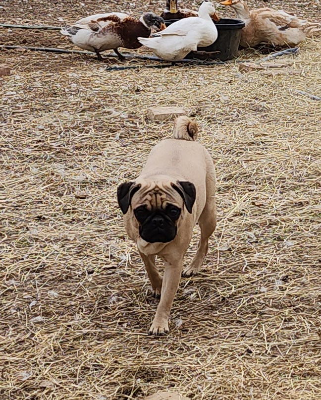 Grinchie Grumbledore - Pug