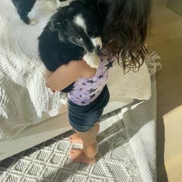 Miniature Australian Shepherd Puppies from DLT MiniAussie