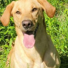 Labrador Retrievers from Top Notches Labrador Retrievers