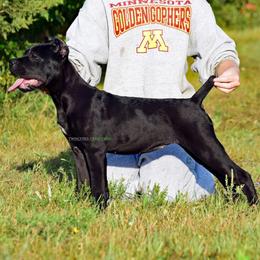 F2 - Black female Cane Corso puppy in Chisago City, Minnesota from Twin Cities Cane Corso