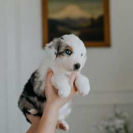 Australian Shepherd Puppies from Sky to Haven Aussies