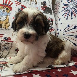 Gizmo - Chocolate male Havanese puppy in Deer Park, Washington from Mt. Top Havanese