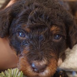 Girl 2 - female Bernedoodle puppy in Caldwell, Idaho from Treasure Valley Poodles