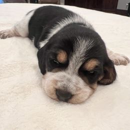 Atlas - Black white and tan male Beagle puppy in Brownsboro, Texas from Willow Bark Beagles