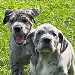 Great Dane Puppies from BkB’s House of Danes