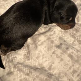 Black and tan male - Black and tan male Dachshund puppy in Mc Donough, Georgia from Doxie Gang