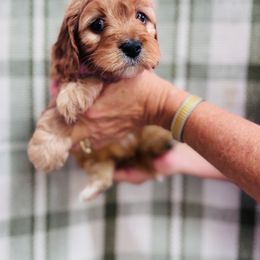 Fleece - Red female Cavapoo puppy in Statesville, North Carolina from Circle T Ranch K9s