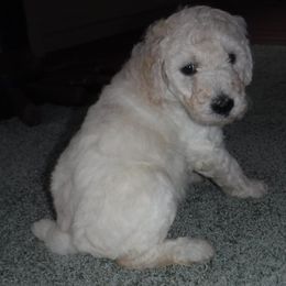 Poodle Puppies from Painted Sunset Kennels