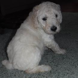 Poodle Puppies from Painted Sunset Kennels