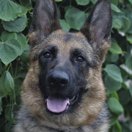 Chanel - German Shepherd