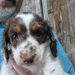John - Piebald male Dachshund puppy in Blanchard, Oklahoma from Dusty Road Doxies