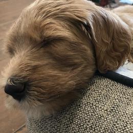 Goldendoodles from Marshall Goldendoodles
