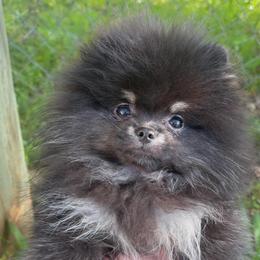 Bailey - Pomeranian