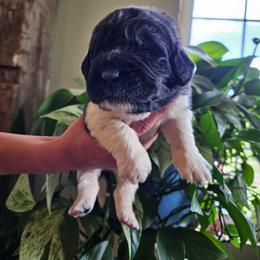 Basil - White and black female Newfoundland puppy in Honey Grove, Pennsylvania from Heinrich Family Newfoundlands