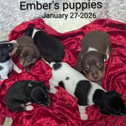 Rat Terrier puppies from Forest Grove Rat Terriers
