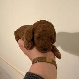 Girl 1 - Red  female Poodle puppy in Bettendorf, Iowa from Red Door Poodles