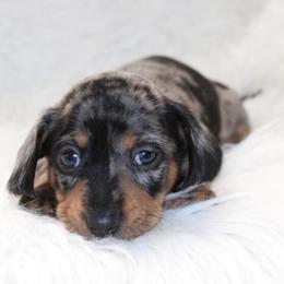 Maples Dapple - Dapple female Dachshund puppy in Lily, Kentucky from Little Acres Miniature Dachshunds