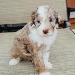 Toffee - Chocolate merle male Bernedoodle puppy in Ohio from Moore Doodles