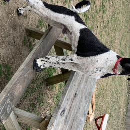 Gauge - Poodle