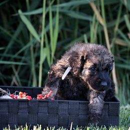 Poodle Puppies from Nay Design Poodles