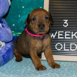 Red Girl - Red female German Pinscher puppy in Topeka, Kansas from Rhapsody German Pinschers
