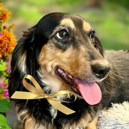 Dachshunds from Montcorn Doxies