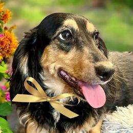 Dachshunds from Montcorn Doxies
