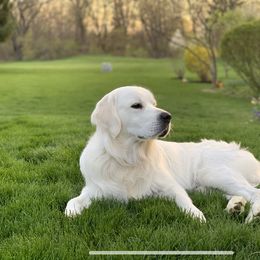 Golden Retriever All Grown Up from Pheasant Run Goldens