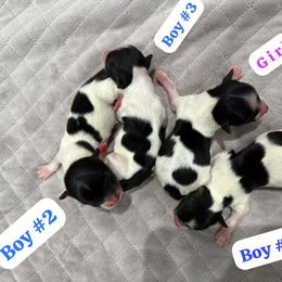 Biewer Terrier Puppies from Lozado’s Biewers