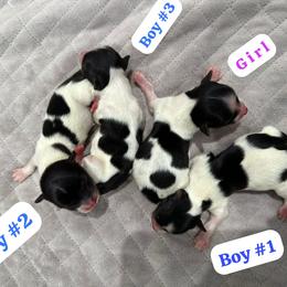 Biewer Terrier Puppies from Lozado’s Biewers
