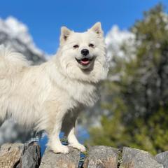 American Eskimo Dogs and German Shepherds from Lone Cone Kennels