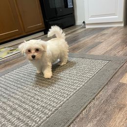 Andy - White male Maltese puppy in Beebe, Arkansas from Cedar Hill Kennel