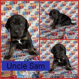 Uncle Sam - Black male Catahoula Leopard Dog puppy in Forbes, Minnesota from North Country Catahoulas