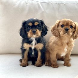 Cavalier King Charles Spaniel Puppies from Farrever Cavaliers
