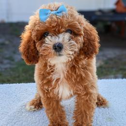 Winnie - Red  female Goldendoodle puppy in Apopka, Florida from Rae Precious Puppies