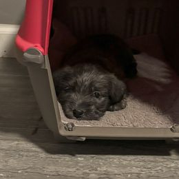 Glen of Imaal Terrier Puppies from Galore Glens