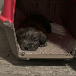 Glen of Imaal Terrier Puppies from Galore Glens