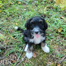 Lilac - female Australian Mountain Doodle puppy in Kimball, Michigan from Perfect Companion Puppies