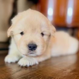 Golden Retriever Puppies from Ray of Sunshine Retrievers